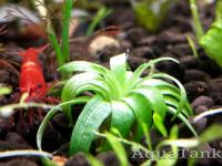 Eriocaulon sp. Bahia