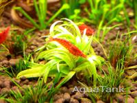 Eriocaulon sp. Baia