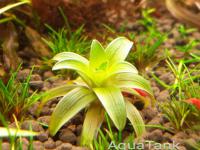 Eriocaulon sp. Bolivian 2002