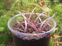 Eriocaulon sp. King Crimson