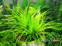 Eriocaulon sp. Mato Grosso