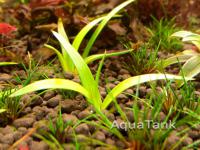 Eriocaulon sp. New Caledonia type 2