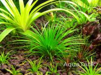 Eriocaulon sp. Sieboldianum