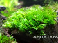 Fissidens Mallorca
