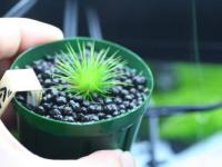 Eriocaulon From Phu Yen River. Vietnam seeds