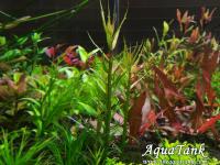 Gratiola brevifolia