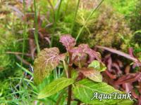 Hemigraphis Traian