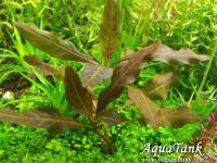 Hygrophila Brown