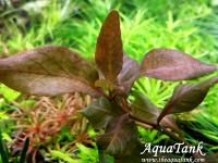 Hygrophila Brown