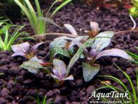 Hygrophila Purple