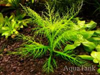 Hygrophila balsamica