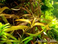 Hygrophila polysperma 'Ceylon'