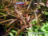 Hygrophila sp. Tiger