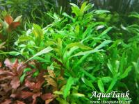 Limnophila sp Punctata Blume