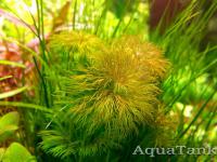 Limnophila Brown