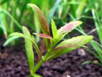 Limnophila Repens