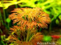 Limnophila Sessiliflora Orange