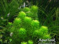 Limnophila sp. Dwarf