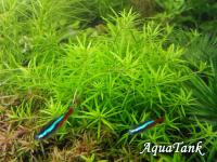 Limnophila sp Mini Vietnam