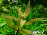 Limnophila sp. Broad