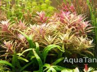 Limnophila