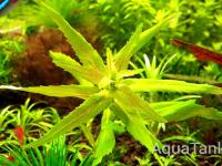Limnophila sp. Laos
