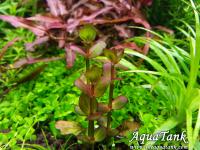 Lindernia sp. India