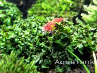 Loxogramme sp. Wave Moss