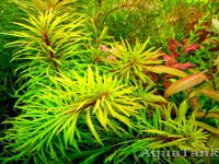 Ludwigia Inclinata Cuba