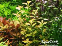 Ludwigia Marilia