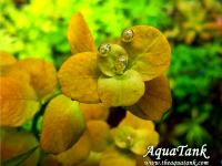 Ludwigia Marilia
