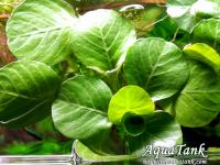 Ludwigia Mato Grosso