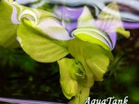 Ludwigia Mato Grosso