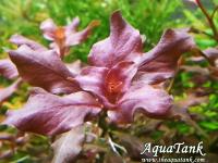 Ludwigia ovalis Pink