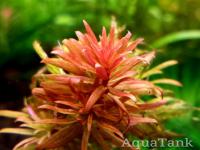 Ludwigia Pantanal