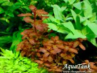 Ludwigia Guinea