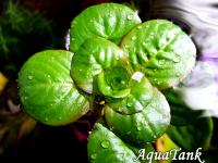 Ludwigia helminthorrhiza
