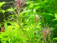 Mayaca Santarem red