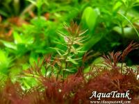 Mayaca sp. Paraguay Red