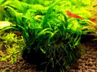 Microsorum mini needle leaves