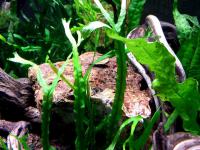 Microsorum narrow k