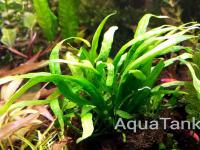 Microsorum sp. Kapuas narrow
