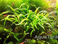 Microsorum sp. Lanjak Entimau