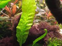 Microsorum sp. Long Leaf