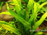 Microsorum sp. "Sg.Durin Besar"
