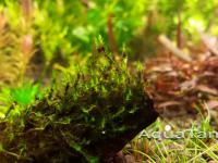 Moss Sp. Batang Ai