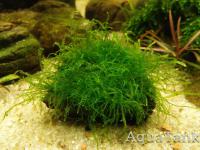 Moss Vietnam