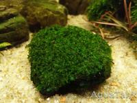 Moss foliose liverwort Bodok