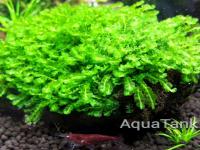 Moss sp. 610