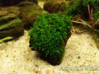 Moss Gunung Panti Johor Malaysia